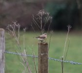 Whitethroat.jpg