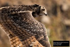 Indian Eagle-Owl.jpg
