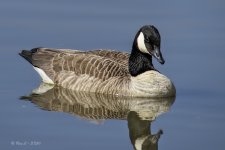 canada - sx50 1000mm.jpg