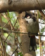 IMG_2843 Crested Bulbul @ RDBT.JPG