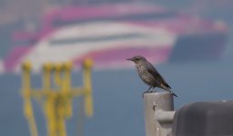 IMG_2851 Blue Rock Thrush @ RBDT.JPG