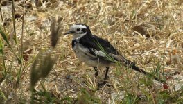 IMG_2885 Alboides x Leucopsis White Wagtail @ RDBT.JPG