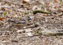 Hawfinch BEST.jpg