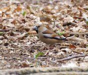 Hawfinch VERY BEST 2.jpg