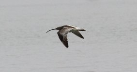 Eurasian Curlew.jpg