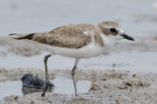 Sand Plover Img_4A.jpg