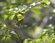 yellowish white-eye.JPG