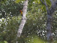 red headed flameback.JPG