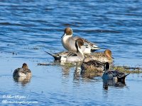 Northern Pintail.jpg