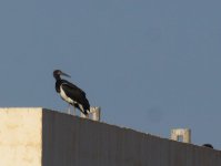 Abdims Stork_Raysut_070114a.jpg