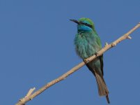 LG Beeeater_Raysut_070114a.jpg