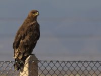 Steppe Eagle_Raysut_070114a.jpg