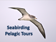 Pelagic tours.png