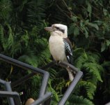 Laughing Kookaburra..jpg