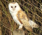 Barn Owl.jpg