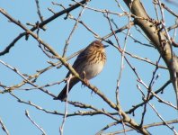 Tree Pipit.jpg