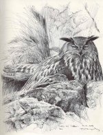 Eagle-owl-nest--Monfragüe.jpg