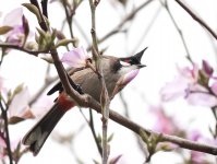 rw bulbul flowers VP GH3 100-300mm c_1210681.jpg