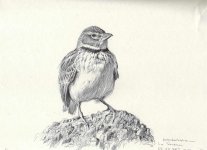 calandra-lark-Serena.jpg