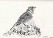 Corn-bunting-Serena.jpg