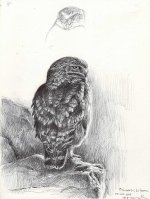 Little-owl-Serena.jpg
