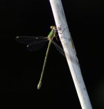 Willow emerald.jpg