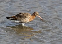 Black-tailed Godwit (Limosa limosa) 1LQ Titchwell north Norfolk  150414g.jpg