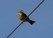 Corn Bunting (Emberiza calandra) 1LQ Chosely Barns  Norfolk 130414 LQ.jpg