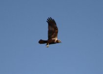 Harrier Marsh Harrier 3ALQ  Circus aeruginosus Cley next the Sea Norfolk  140414LQ.jpg