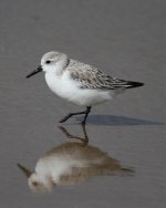 Sanderling (Calidris alba) 1LQ Titchwell north Norfolk  130414.jpg