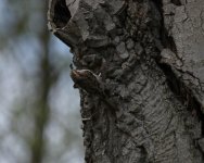 Treecreeper (Certhia familiaris) 2a Scullthorpe Moor  Norfolk 140414.jpg