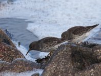 Purple Sandpiper_Girdle Ness_010214b.jpg