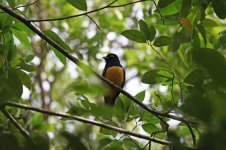 Violaceous Trogon_s.jpg