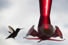 ANNA in flight at feeder.jpg