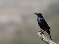 Tristrams Starling_Tawi Atayr_080114a.jpg