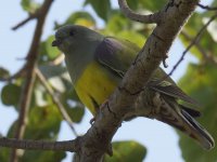 Bruces Green Pigeon_Wadi Darbat_080114a.jpg