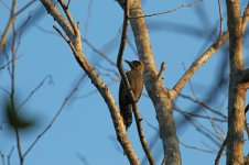 Golden-cheeked Woodpecker_s.jpg