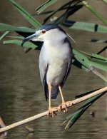 Night Heron.JPG