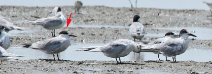 possible Aleutian Tern_TAT-KM IBA_130314_IMG_5669.jpg