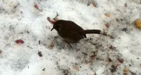 Carolina Wren II.jpg