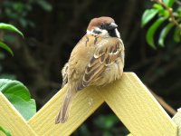 IMG_3862 Tree Sparrow @ Pui O.JPG