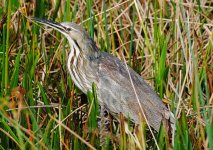 American Bittern Mar 28.jpg