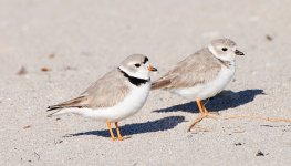 Piping Plover 2014 Mar 3.jpg