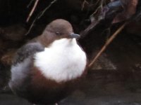 Dipper 2 007.jpg