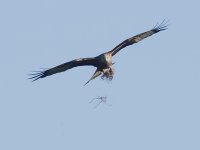 Red Kite_G9A1695.JPG