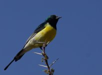 Nile Valley Sunbird_Mudhai_090114b.jpg