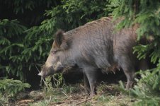 2014_03_29 (4)_Wild_Boar (800x533).jpg