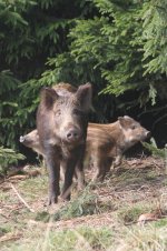 2014_03_29 (16)_Wild_Boar (533x800).jpg