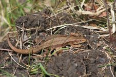 2014_03_29 (24)_Common_Lizard (800x533).jpg