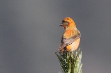 2014_03_29 (26)_Common_Crossbill (800x533).jpg